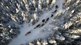 Walk with Reindeer in Alaska - Artem Shestakov