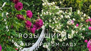 Розы-стены, Розы-ширмы в фарфоровом саду