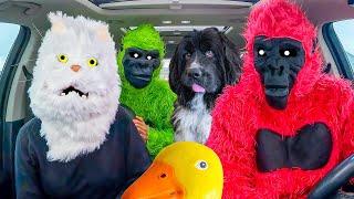 Funny Gorilla Surprises Puppy and Cat with Car Ride Chase!