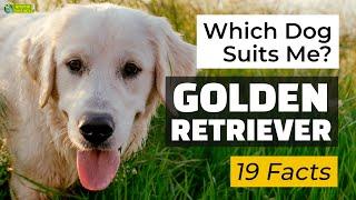 Is a Golden Retriever the Right Dog Breed for Me? 19 Facts About Golden Retrievers! 