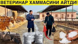 Карбамид Молларни Захарлайдими? Сиз Асло Бу Хатони Килманг! Моли Борлар Курсин!