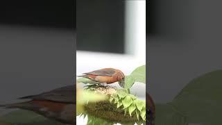 Watch This Enchanting RED CROSSBILL Delightfully Devouring Sunflower Seeds! 