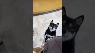 dog dances beautifully, very cute and funny, Пёс танцует красиво и очень смешной