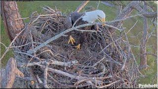 SWFL Eagles ~ Epic Nest Building M15 & F23! 3 Hours, 11 Sticks, Moss &  Pine cone! Mating  10.18.24