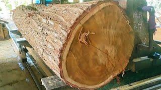 sawing giant acacia wood full of old and beautiful grain into quality board material