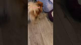 с игрушкой️️️ #боня #лола