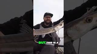 From Zero to Barracuda