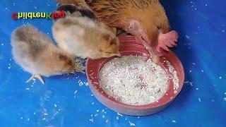 Mother Hen Teaching Cutest Baby Chicks How to Eat #Chicksforkids