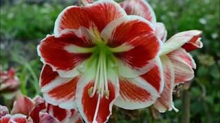 Flower Hippeastrum, description, care and reproduction.