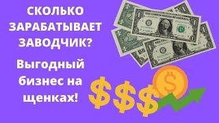 Сколько зарабатывают заводчики собак? Выгодный бизнес на собаках