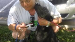 The Darius and Rucker Adventure dog rescued transport by RickKennedyFilms