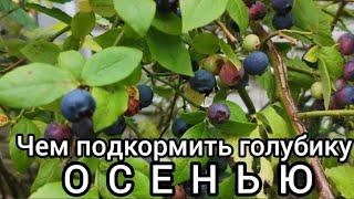 Чем подкормить голубику осенью?