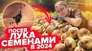 КАК ПОСЕЯТЬ ЛУК СЕМЕНАМИ И ПОЛУЧИТЬ ОГРОМНЫЙ УРОЖАЙ? Лук чернушка, Эксибишн, семейный