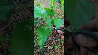 Satisfying | PRUNE CHILI PLANT ️