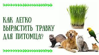 КАК ЛЕГКО ВЫРАСТИТЬ ТРАВКУ ДЛЯ ПИТОМЦА. ИЗ ЧЕГО СОСТОИТ СМЕСЬ СЕМЯН ДЛЯ ПОДКОРМКИ ДОМАШНИХ ЖИВОТНЫХ.