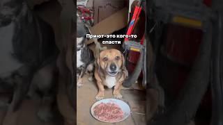 Спасти≠содержать! #помощьживотным #приютдлясобак #доброедело #dogshelter #helpanimals #творидобро