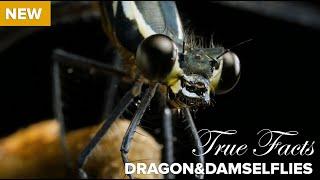 True Facts : Killer Carnivorous Dragonflies