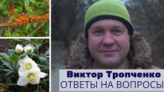 Зоны морозостойкости, посадка растений с их учетом; тенистый сад; выращивание морозников