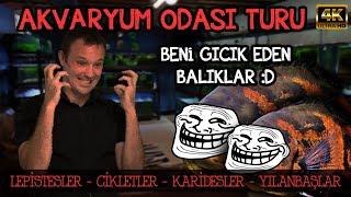 AKVARYUM ODASI 9 | BENİ GICIK EDEN BALIKLAR - BİTKİLİ KARMA AKVARYUM - YÜZLERCE YAVRU BALIK ÜRETİMİ!