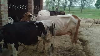 Aj cow faram vecceen || Saim Nadeem || cow faram || village villoge videos