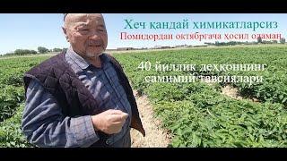 Помидор етиштириш сирлари.