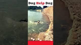 Can dog help dog #save #love #viral #pets #shortsvideo #animals