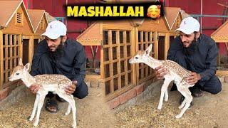 Deer Baby Tu Bht Taiz Nikla  Aik Or Surprise Any Wala Hai ️