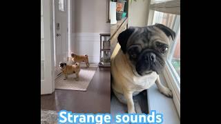 Strange pug sounds #pug