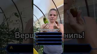 Вершинная гниль?! Подписывайтесь! Все про сад и огород