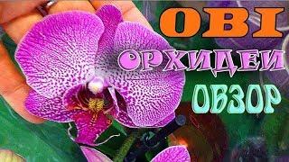 Орхидеи в ОБИ || Большой выбор орхидей в магазинах | ОБИ орхидеи | OBI Orchids