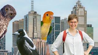 The Secret Lives Of Our Urban Birds - 2023 - ABC TV Australia - Trailer