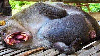 Mother Monkey Giving Birth