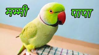 Parrot Talking Shut up  | funny parrot speaking Mummy Papa