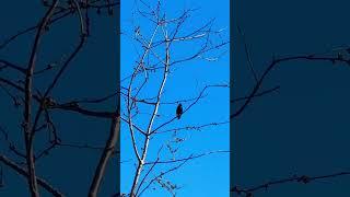 Male Starling On A Tree At Dawn #birds #avian #nature