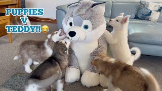Hilarious Husky Puppies Reaction To Giant Life Size Husky Teddy!!. They Thought It Was Real!!!
