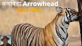 Ranthambore's Iconic Tigress Passes Away I Tribute to Arrowhead I @tigersandbeyond I Ajay Suri