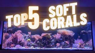 The TOP 5 Soft Corals Beautiful and Easy for First Time Reef Hobbyist.