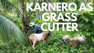 Karnero (Sheep) As Grass Cutter sa Farm