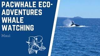 PacWhale Eco-Adventures - Deluxe Whale Watching - Ma’alaea, Maui