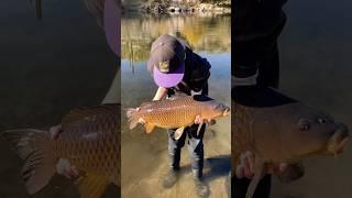 Dark 21 pound Salt River common carp