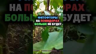Фитофторы на помидорах больше не будет #дача #огород #секреты #сад #урожай #фитофтора #томаты