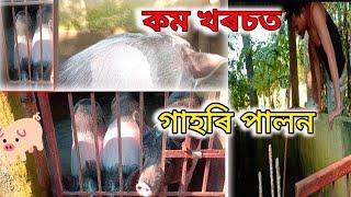 কম খৰচত গাহৰি পালন||Pig Farming in Assam|| How to start Pig Farm#pigfarmvideo #business#businessnews