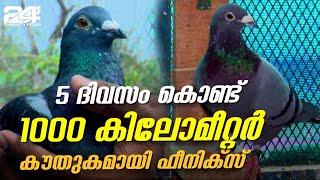 കൗതുകമായി ഫീനിക്സ് എന്ന പ്രാവ്: 5 ദിവസം കൊണ്ട് പറന്നത് 1000 കിലോമീറ്റർ