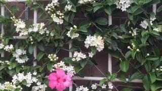 Wall of Madagascar jasmine (Stephanotis floribunda) -  Il Silenzio (Bonsoir Mon Amour) マダガスカルジャスミン