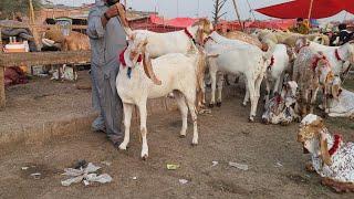 Makhi Chena Bakre Live Soda Shahpur Kanjra Mazhar Biba Official