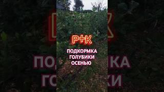 Осенняя подкормка голубики. #голубика #блюкроп #сад #огород