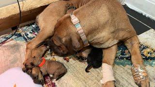 Boerboel breeders Supply Checklist