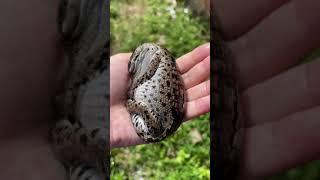 What's inside a crocodile egg? - Crocodile egg anatomy/a developed crocodile egg