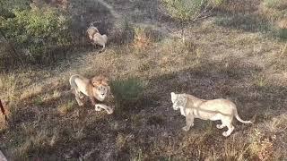 Тайган. Олежка в загуле но от курочки не отказался.