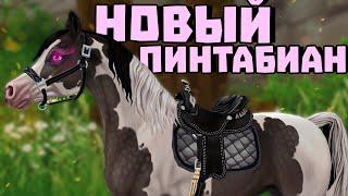 ПОКУПКА НОВОГО ПИНТАБИАНА | НОВАЯ АМУНИЦИЯ И НОВЫЕ МАСТИ МОРГАНОВ | Star Stable